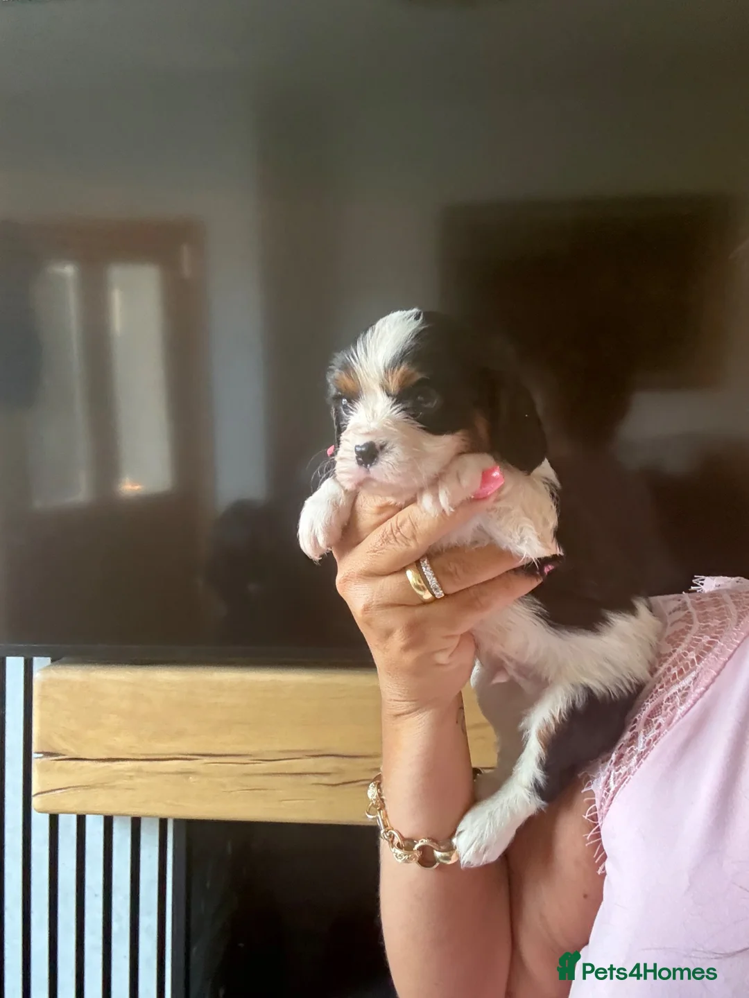Cavalier King Charles Spaniel dogs for sale: 🐶Kc cavalier dna clear puppies 🐶4 boys left - Advert 36