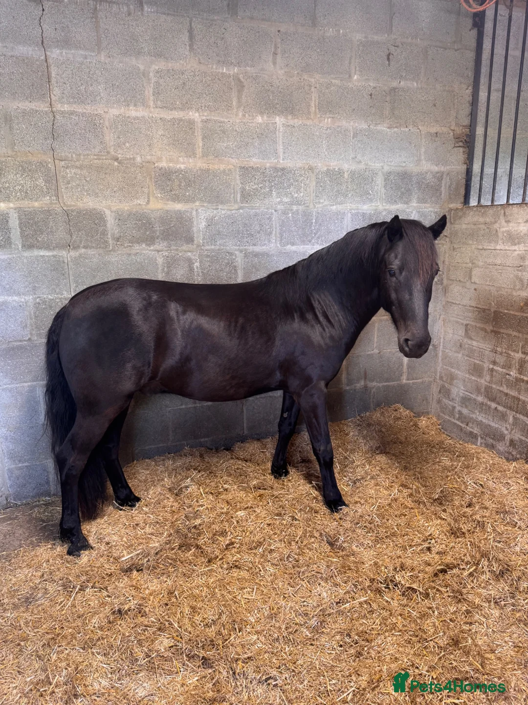 Dartmoor horses for sale: Dartmoor Pony - Charlie  - Advert 2