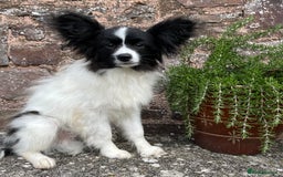 Papillon dogs for sale: Big and Beautiful  - Image 6