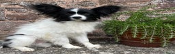 Papillon dogs for sale: Big and Beautiful  - Advert 6
