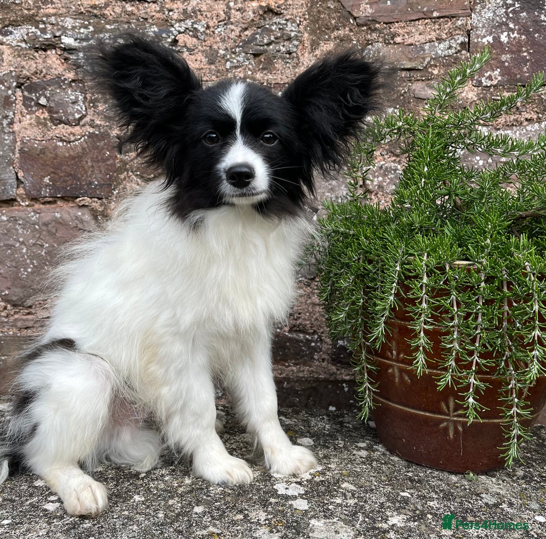 Papillon dogs for sale: Big and Beautiful  - Image 6