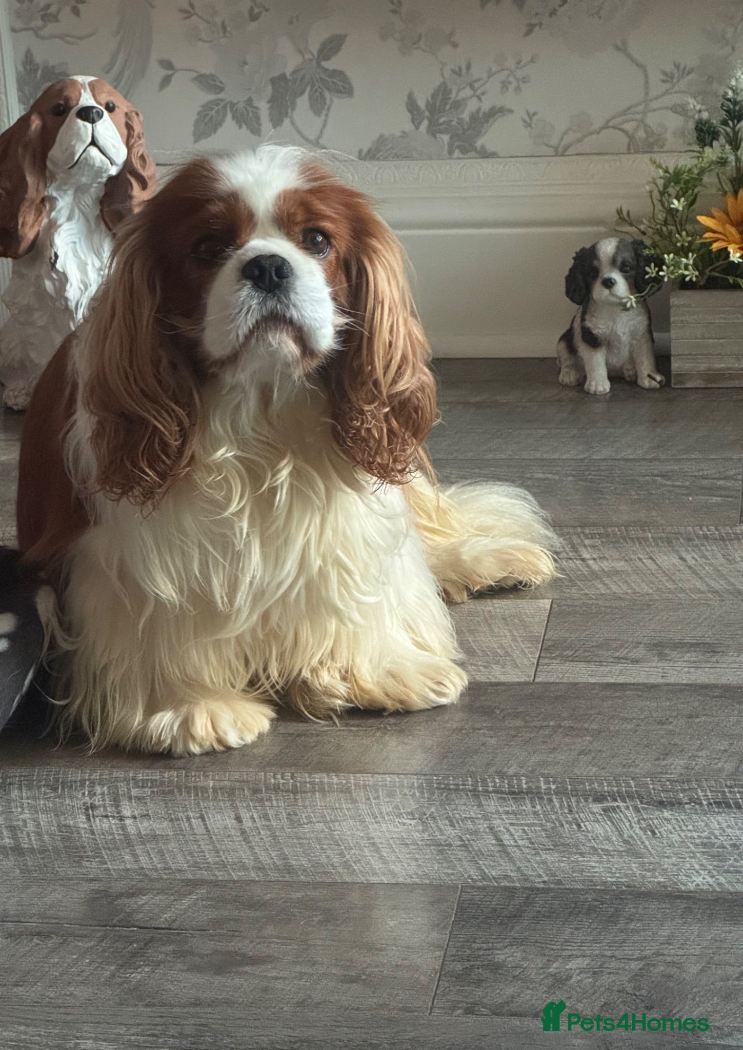 Cavalier King Charles Spaniel dogs CKCS for stud Teddy  - Advert 1