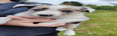 Border Collie 5