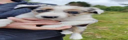 Border Collie dogs for sale: Border Collie Pups  - Advert 10