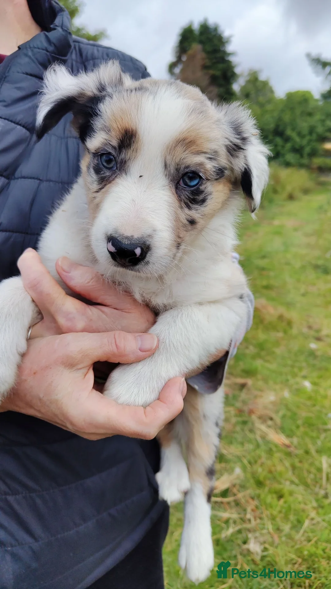 Border Collie dogs for sale: Specialist Bred Border Collie Pups Merle - Advert 21