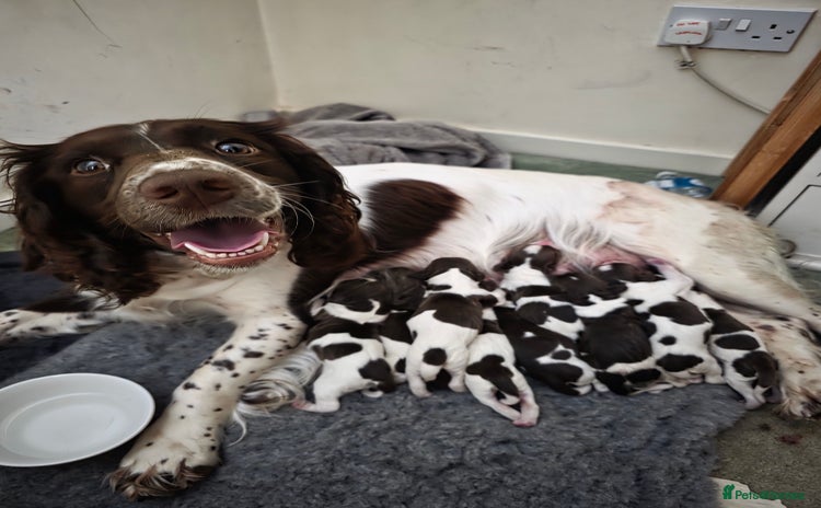 English Springer Spaniel dogs - Advert 18