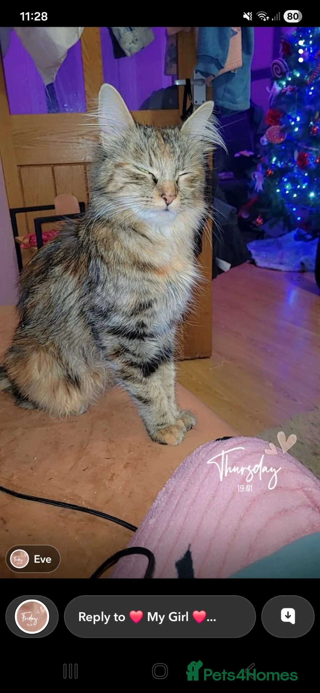 Mixed Breed cats for sale: Mixed fluffy kittens  - Advert 2