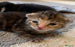 Bengal cats for sale: Bengal & bsh female kitten ready to leave 2nd nov - Image 2