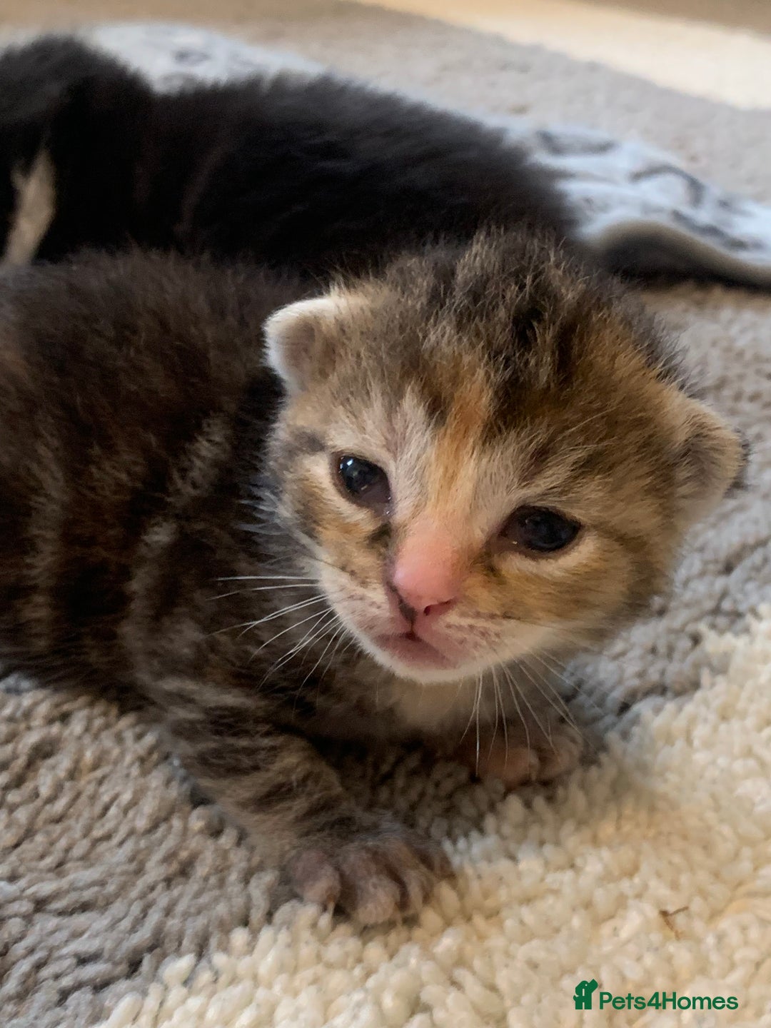 Bengal cats for sale: Bengal & bsh female kitten ready to leave 2nd nov - Image 2