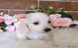 Miniature Dachshund dogs for sale: Stunning KC Reg Clear Cream Mini Dachshunds   - Image 2