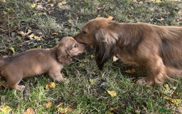 Miniature Dachshund dogs for sale: 🐾Miniature Longhaired Dachshund puppies.KC reg🐾  - Image 11