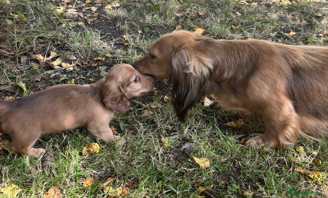 Miniature Dachshund dogs for sale: 🐾Miniature Longhaired Dachshund puppies.KC reg🐾  - Image 11