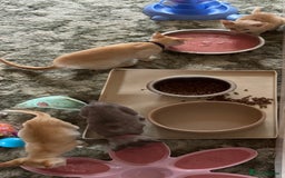Burmese cats for sale: A fantastic litter of 7 Burmese babies  - Image 24