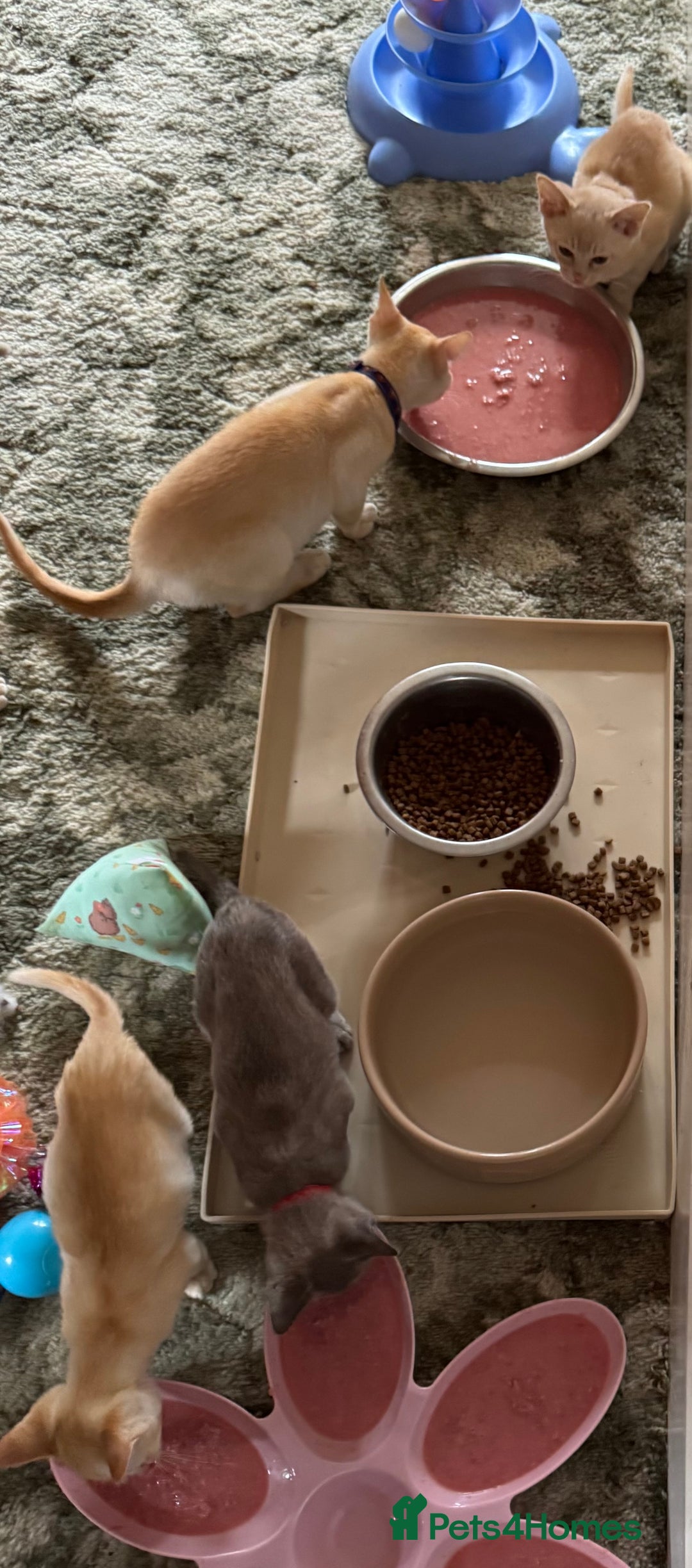 Burmese cats for sale: A fantastic litter of 7 Burmese babies  - Image 24