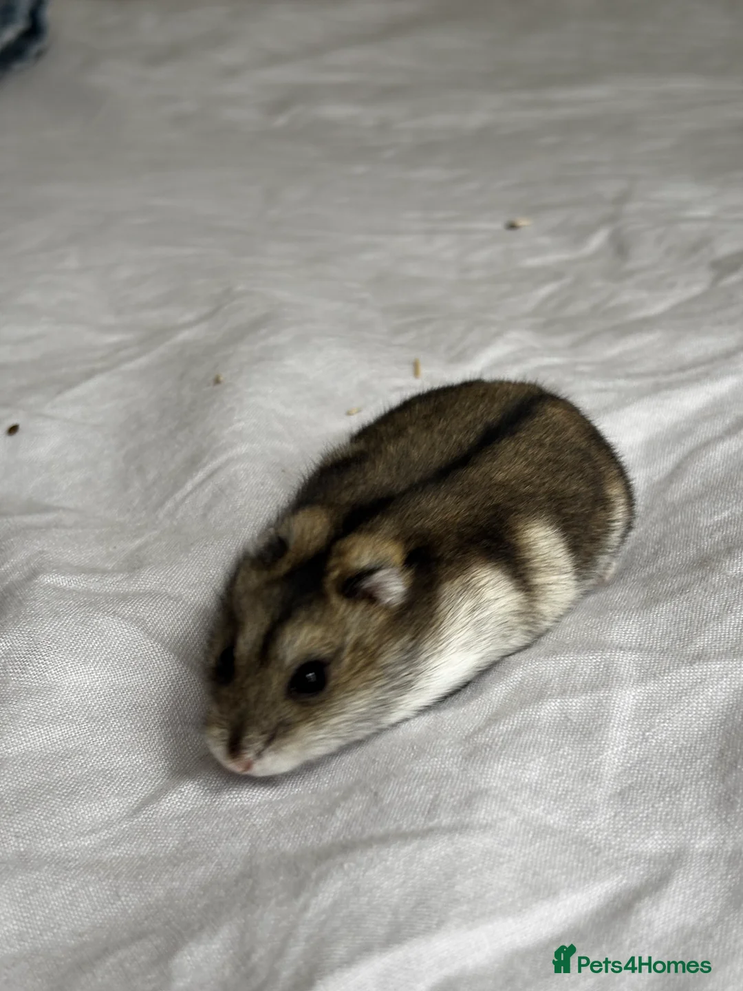 Hamster rodents for sale: Dwarf Russian Hamster 9 months old in Salisbury - Advert 2