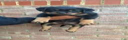 Rottweiler dogs for sale: Pure German Rottweiler Puppies For Sale - Advert 5
