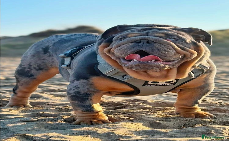 English Bulldog dogs - Advert 11