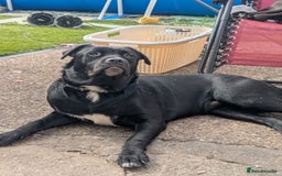 Mixed Breed dogs for sale: Lovely boy reluctant sale - Image 2