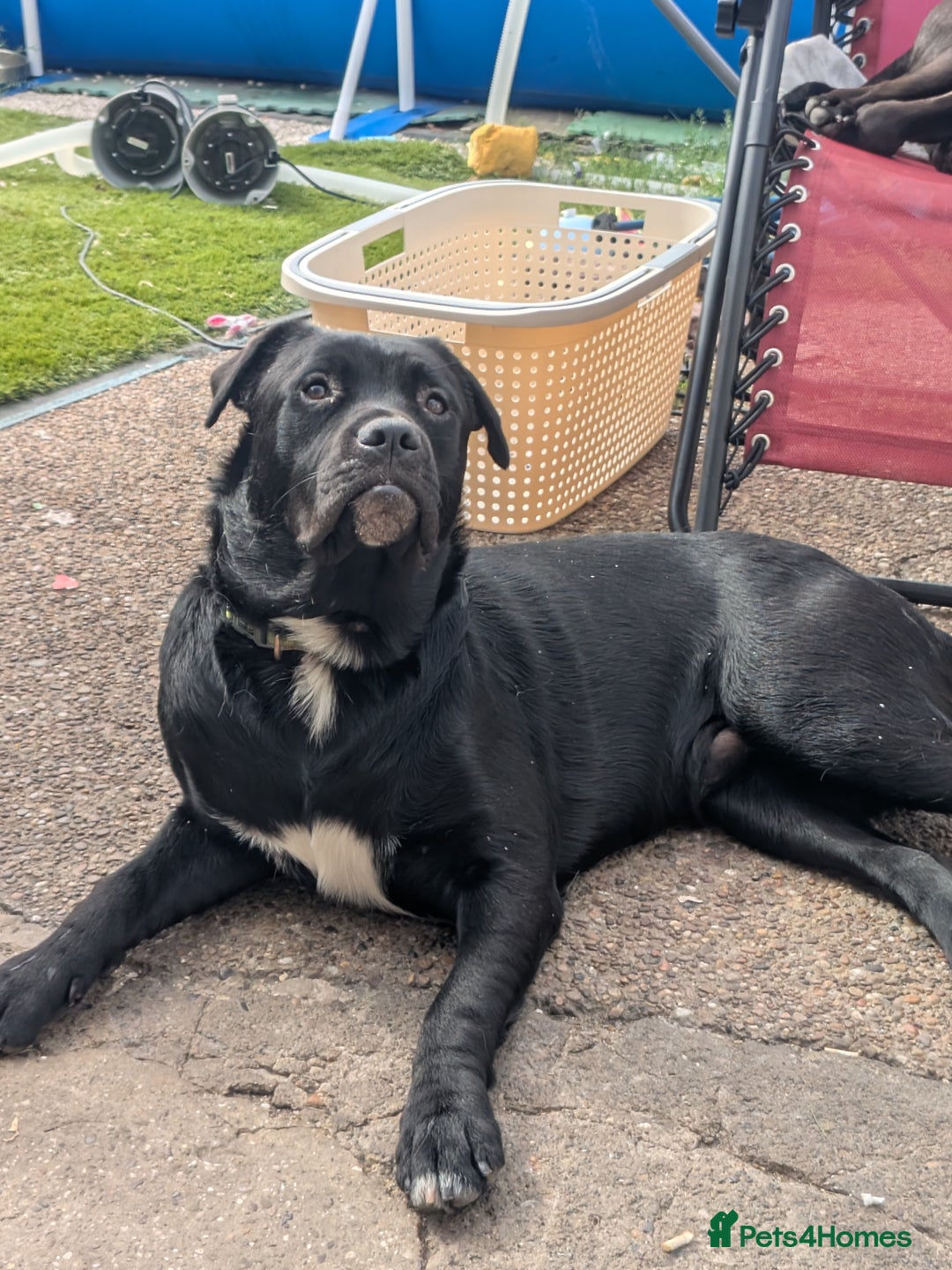 Mixed Breed dogs for sale: Lovely boy reluctant sale - Image 2