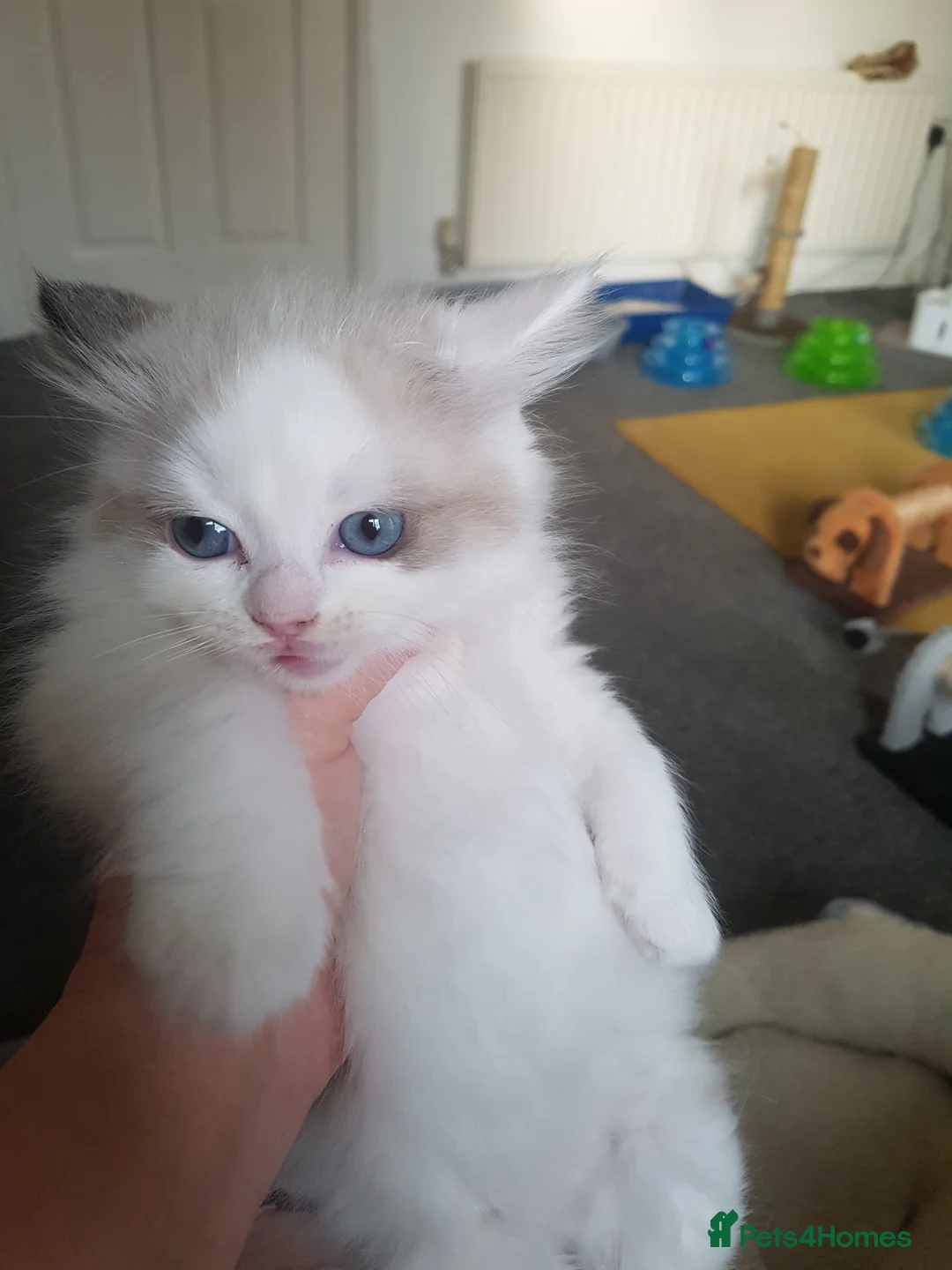 Ragdoll cats for stud: Ragdoll for stud in Peterlee - Advert 5