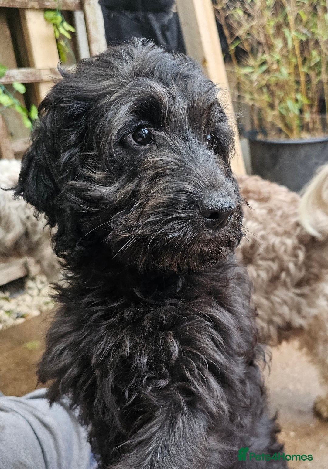 Cockapoo dogs for sale: Last Black Male Cockapoo Pup Remaining - Advert 7