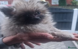 Pomeranian dogs for sale: Xxs Pomeraniums  - Image 14