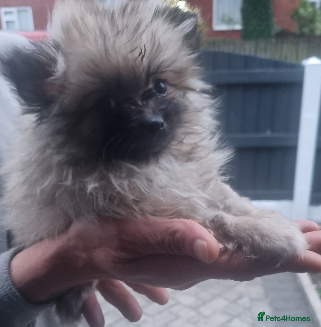 Pomeranian dogs for sale: Xxs Pomeraniums  - Image 14