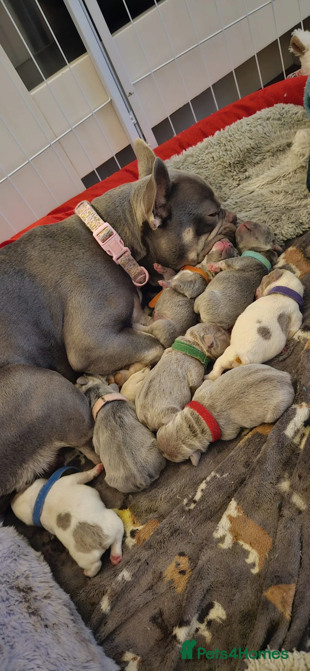 French Bulldog dogs for sale: French Bulldog puppies x 5 available  - Advert 4