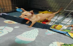 Miniature Pinscher dogs for sale: Miniature Pinscher puppies  - Image 4