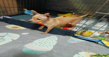 Miniature Pinscher dogs - Advert 16