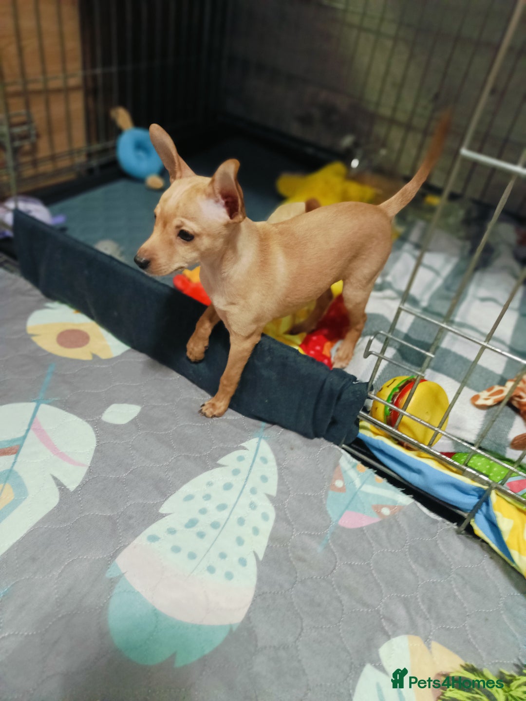Miniature Pinscher dogs for sale: Miniature Pinscher puppies  - Image 4