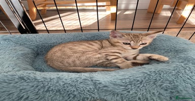 Tonkinese cats - Advert 12