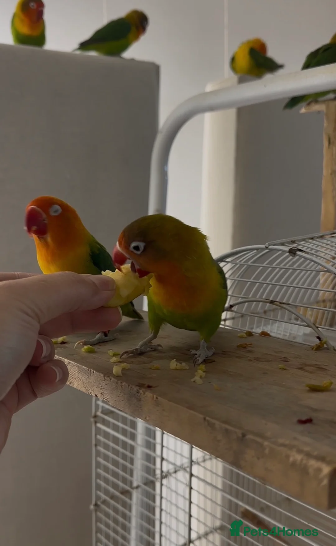 Lovebirds birds for sale: Love birds - Advert 2