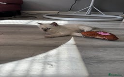 Ragdoll cats for sale: Ragdoll kittens - Image 7