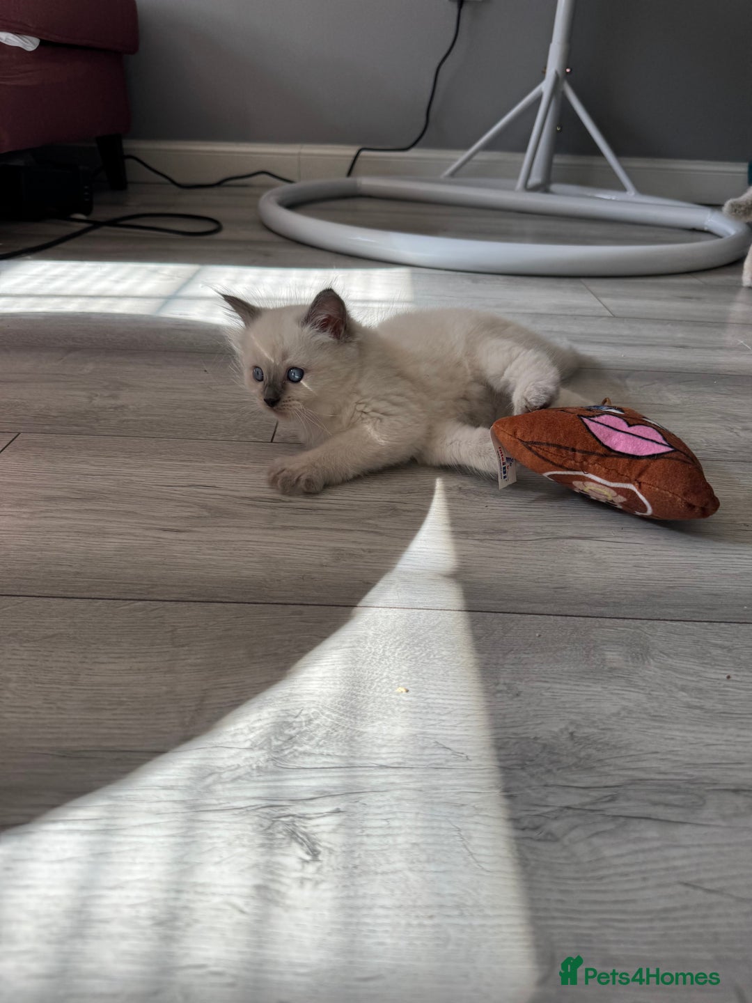 Ragdoll cats for sale: Ragdoll kittens - Image 7