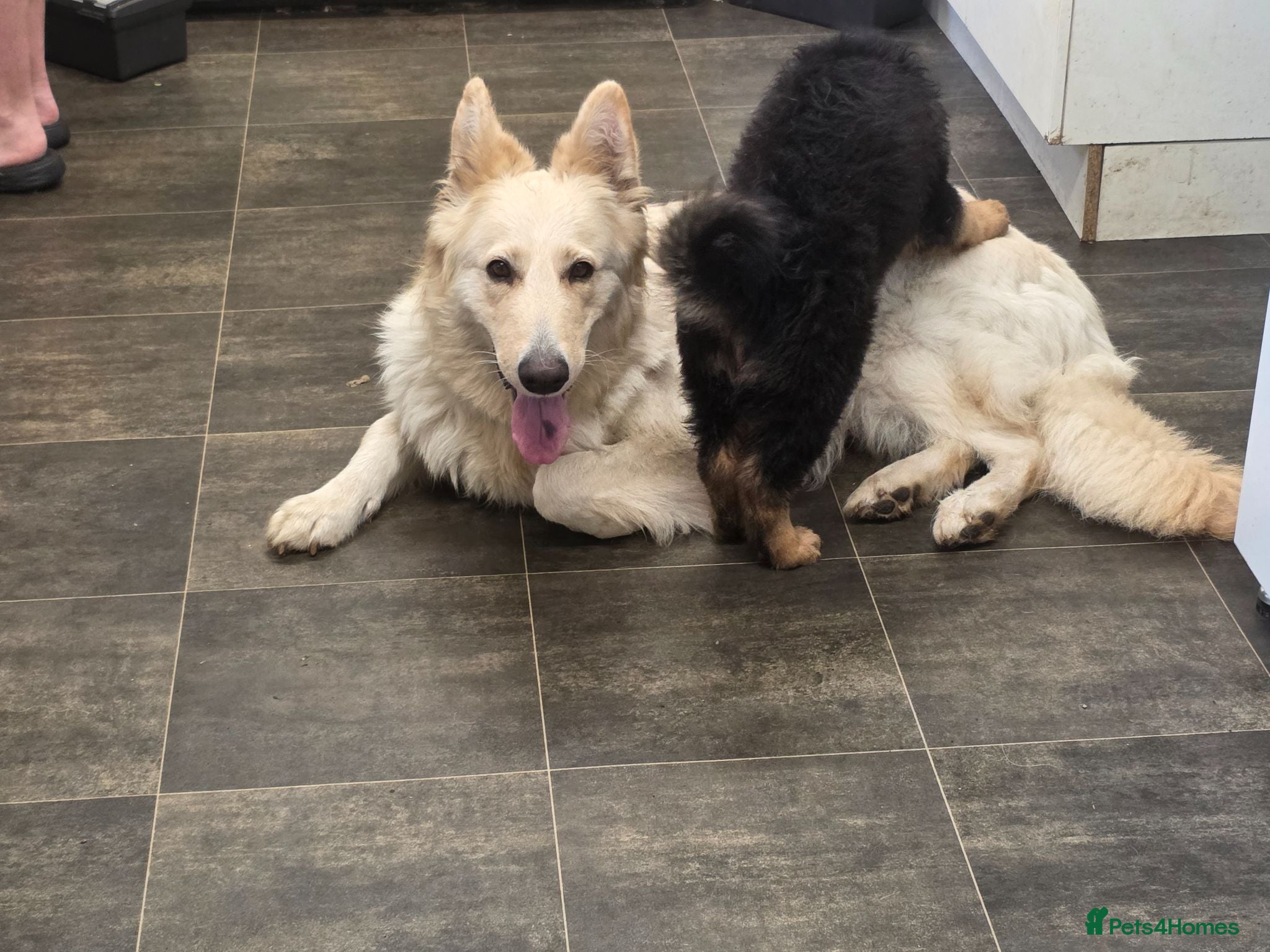 German Shepherd dogs GERMAN SHEPHERD PUPS - Advert 7