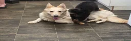 German Shepherd dogs for sale: GERMAN SHEPHERD PUPS in Blandford Forum - Advert 1
