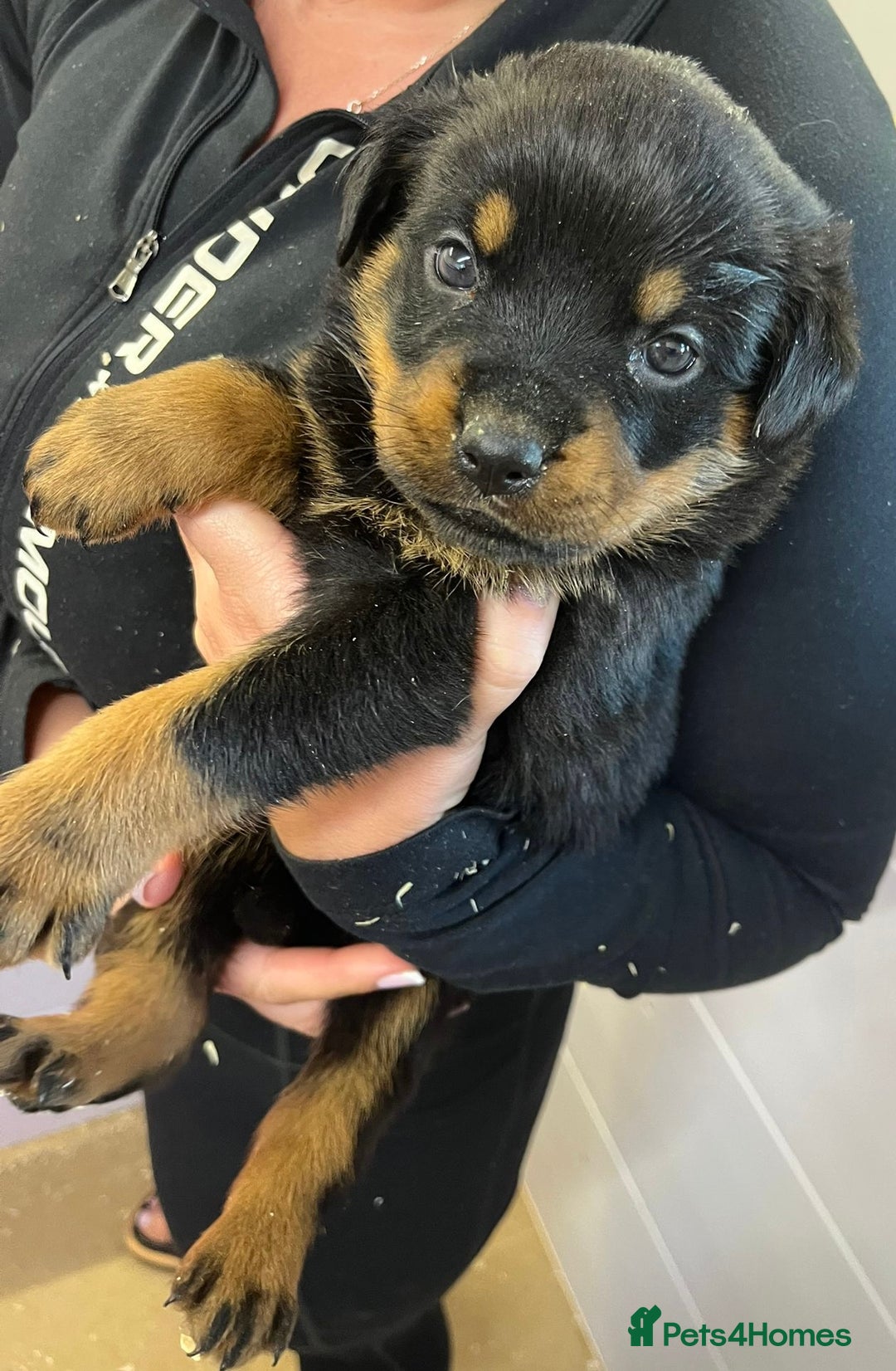 Rottweiler dogs for sale: 🤎🖤🦍 KC REGISTERED 5 ⭐️ BREEDER - Advert 34