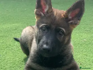 German Shepherd dogs for sale: Exceptional KC Reg Czech Working Line GSD Puppies - Advert 2