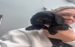 Cocker Spaniel dogs for sale: Only 4 babies left  - Image 10