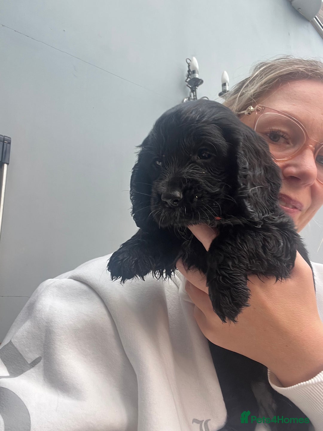 Cocker Spaniel dogs for sale: Only 4 babies left  - Image 10