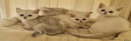 British Shorthair cats for sale: BRITISH SHORTHAIR KITTEN BLUE EYES  - Advert 33