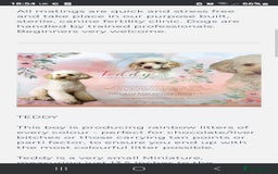 Pomapoo dogs for sale: 1 time miniature Pomapoo puppies - Image 17