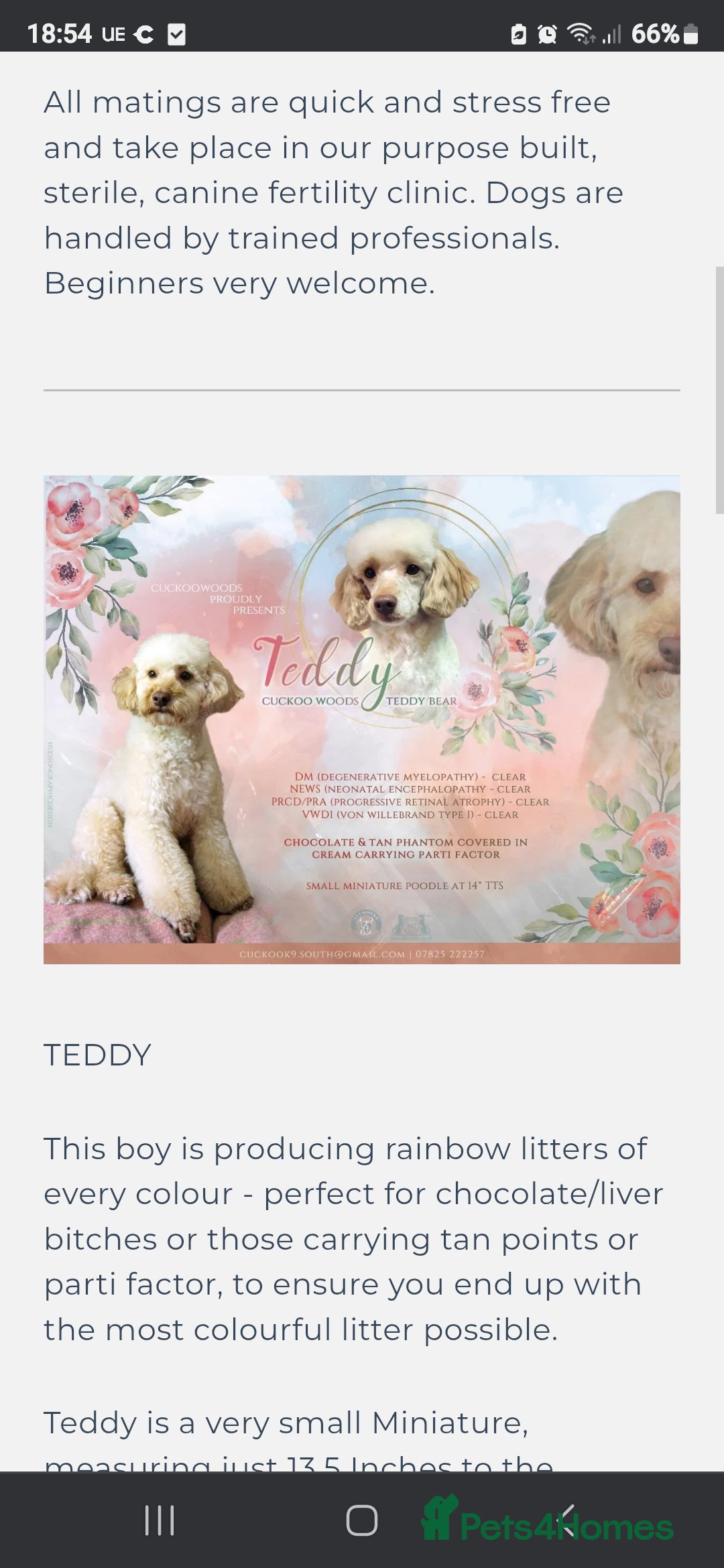 Pomapoo dogs for sale: 1 time miniature Pomapoo puppies - Image 17