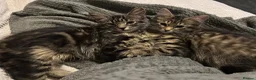 Mixed Breed cats for sale: European beautiful little girl - Advert 1