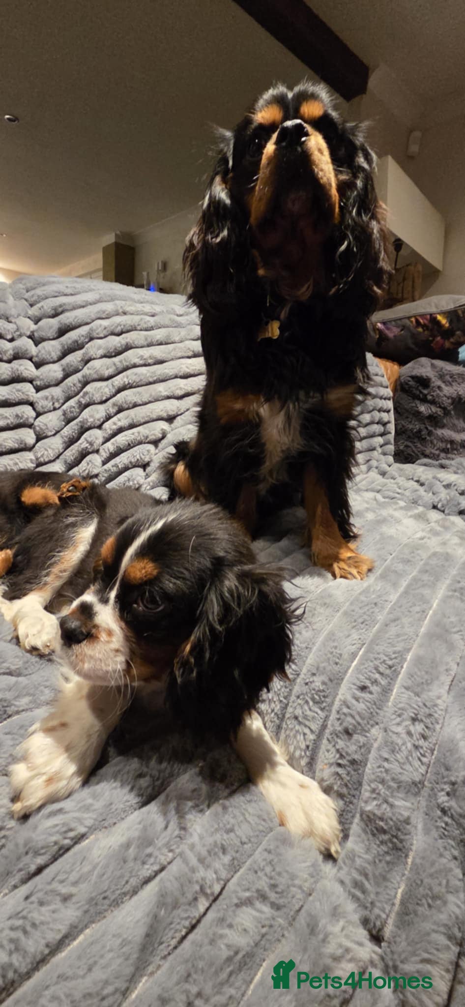 Cavalier King Charles Spaniel dogs Cavalier King Charles spaniel  - Advert 7