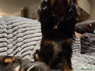 Cavalier King Charles Spaniel dogs Cavalier King Charles spaniel - Advert 7