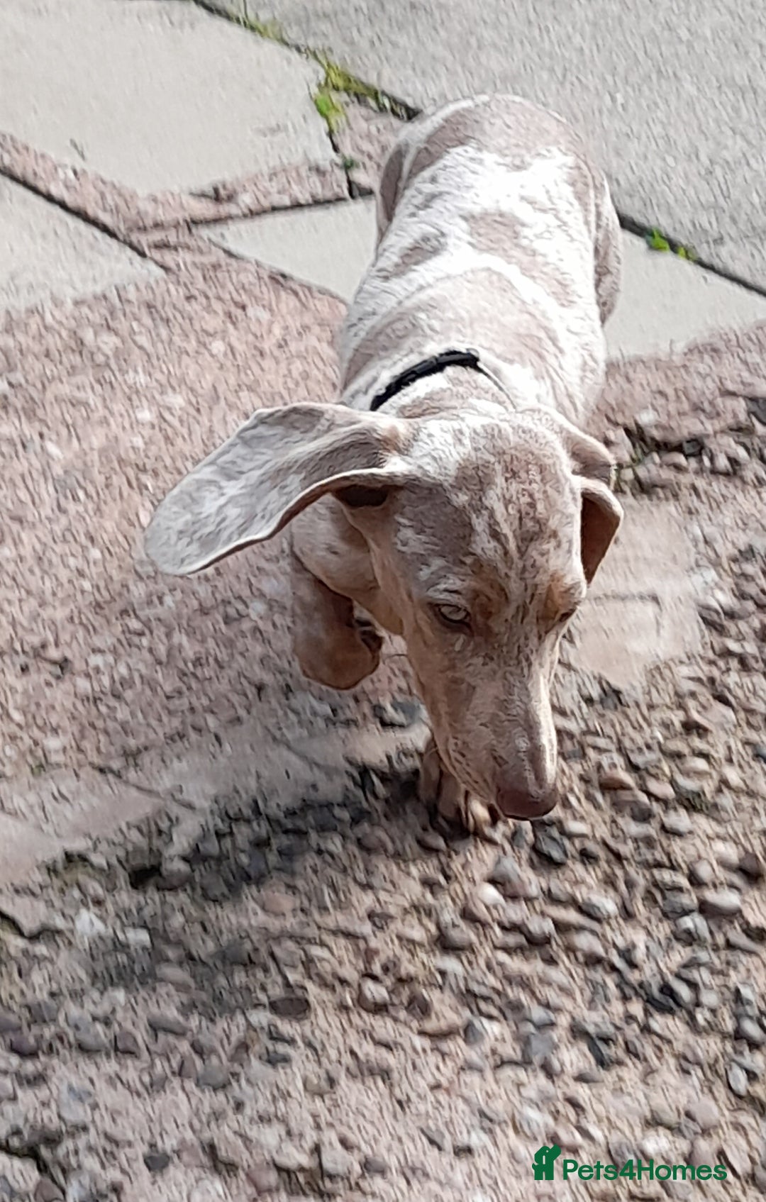 Dachshund dogs for sale: Isabella dapple tan dashound  - Image 5