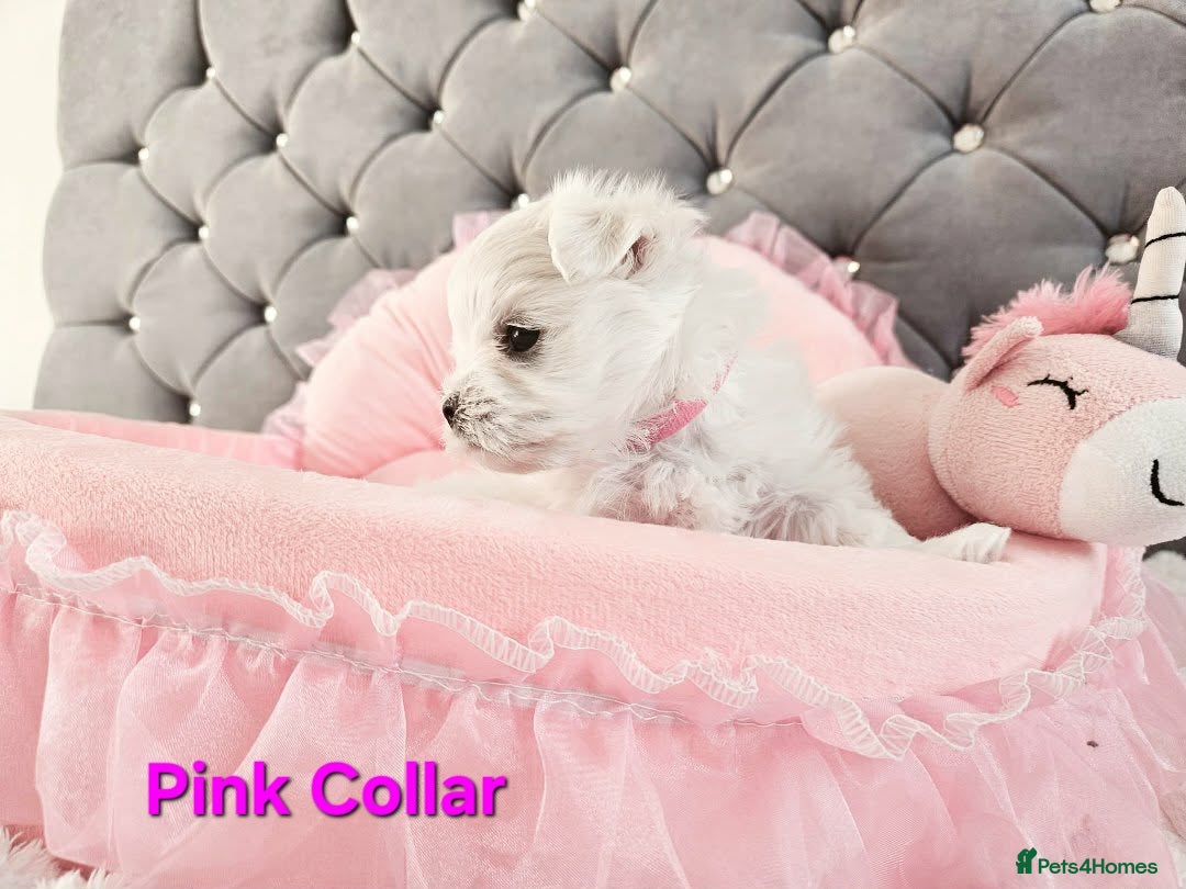 Maltese dogs for sale: 4 Exceptional Maltese Girl Puppies**KC REGISTER** - Advert 4