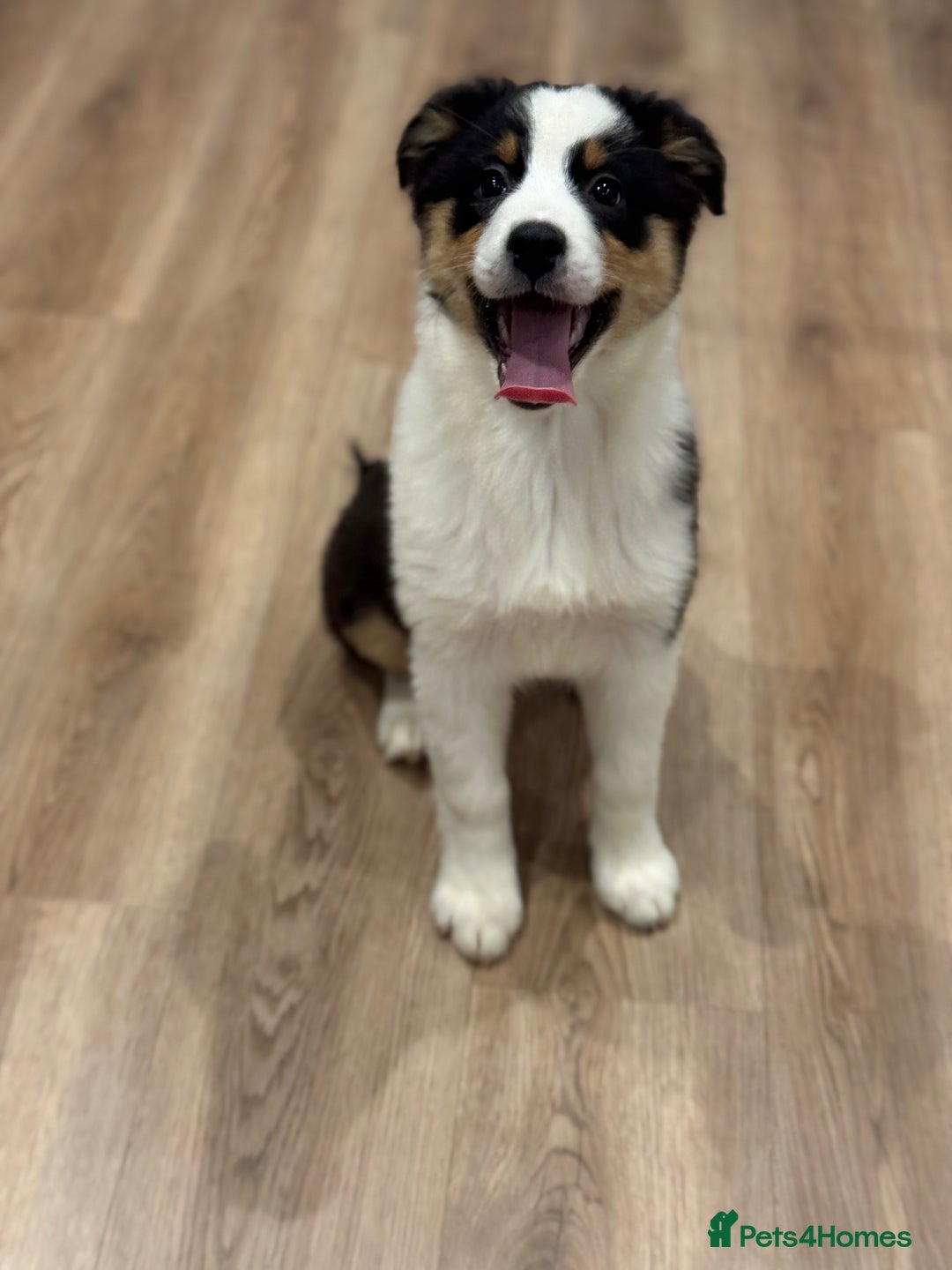 Australian Shepherd dogs for sale: 2 KC registered girl Australian Shepard puppy! - Advert 2